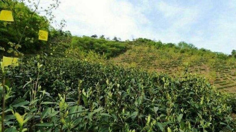 日光温室蔬菜大棚：揭秘其价格构成与选购要点