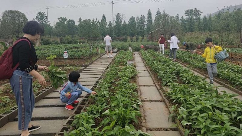 农产品批发供应链管理规范：构建高效流通的基石**