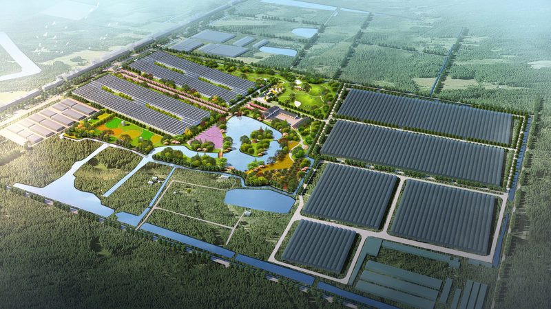 合作社分红方案：解析其优缺点与实施要点
