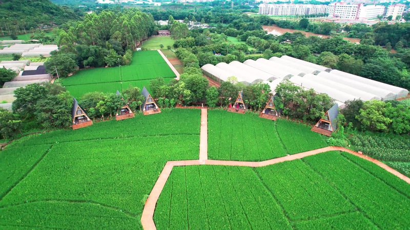 成都农业品牌建设现状：挑战与机遇并存