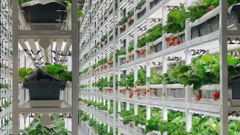 深圳农产品配送公司排名的背后，是行业洗牌的真实信号